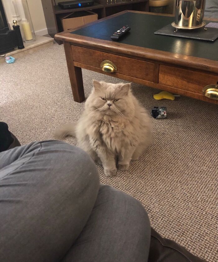 I Told Him He Needed To Have His Hair Brushed Because He Looked Scruffy. He Bit Me Soon After