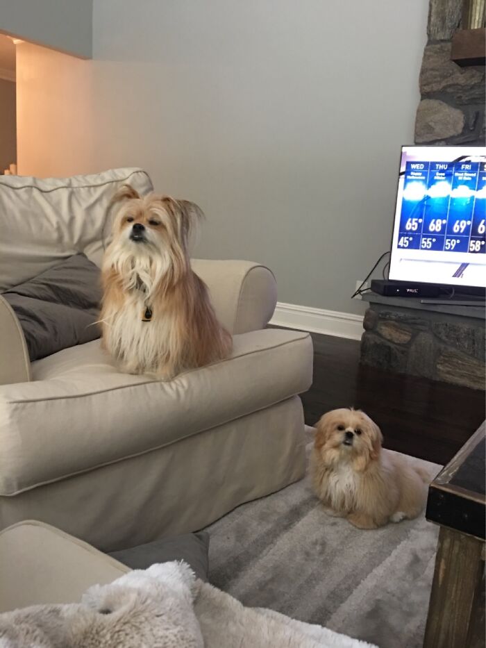 Mad Because We Have A New Puppy