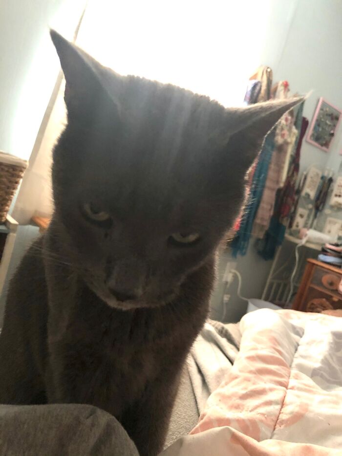 Max Getting Upset That I Hit Snooze Again Instead Of Getting Up To Give Him Breakfast.