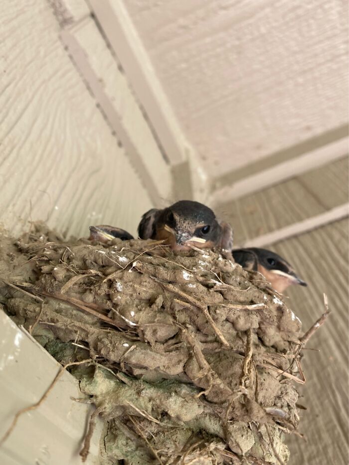 Not A “Pet” But A Peeved Off Tenant And His Peeved Off Siblings.