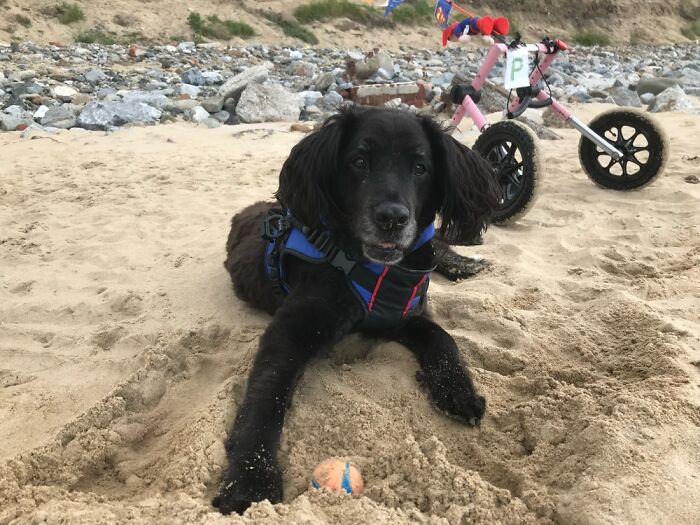 12 Year Old Nambo. Sadly Has Degenerative Myelopathy Which Is Progressing But Still Enjoys Life