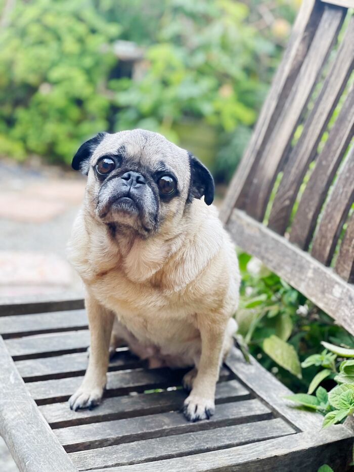 Ms. Glybda The Good Pug With Her Gorgeous Silver Mug☺️