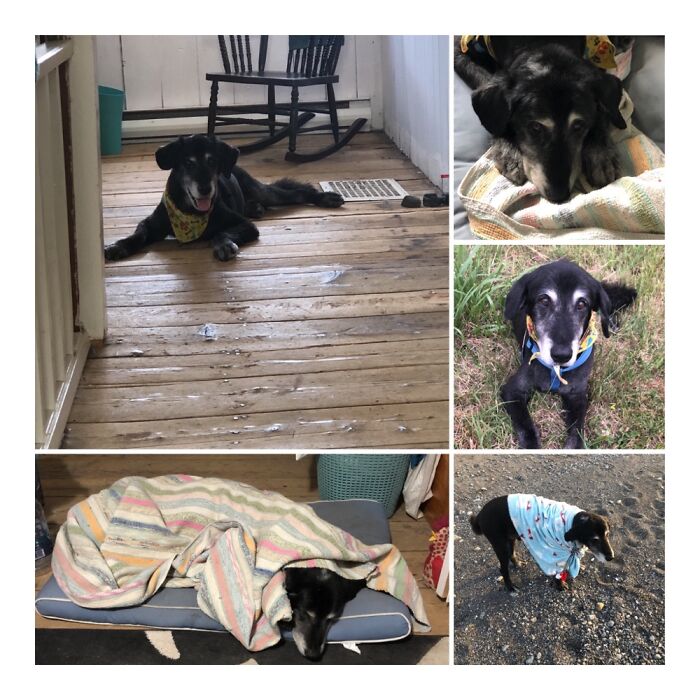 Bo Diddle - A Distinguished 13 Year Old Good Boy.