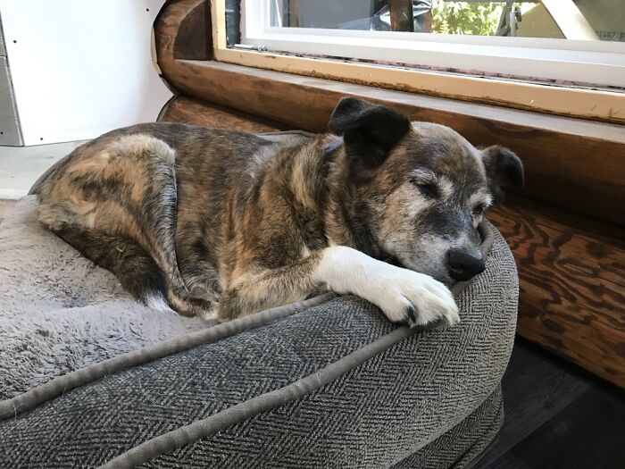 Layla. Nearly 13. We Rescued Her When She Was Just 4 Weeks Old! Such A Great Dog 💜