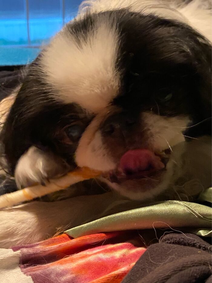 My 14 Year Old Japanese Chin Enjoying His Chewy