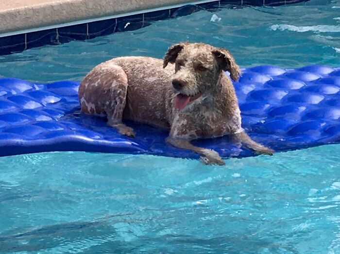 Winnie Loves The Summer In The Pool!