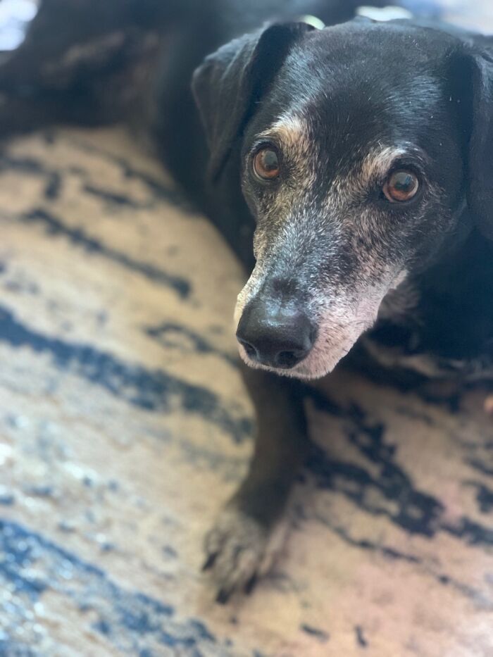 Here’s Beux. He’s 10 And Yummy!