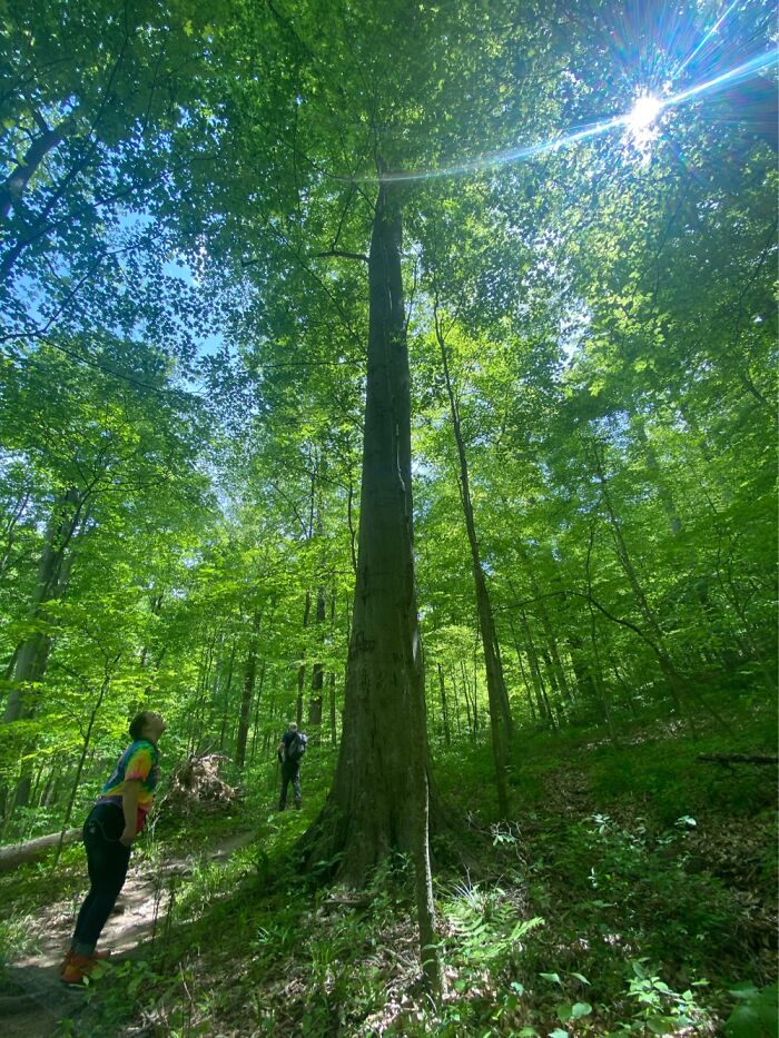 My Daughter And Admiring A Tree In Brown County State Park, Indiana