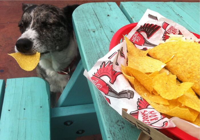 Scout Can Has Nacho? Yes, Of Course.
