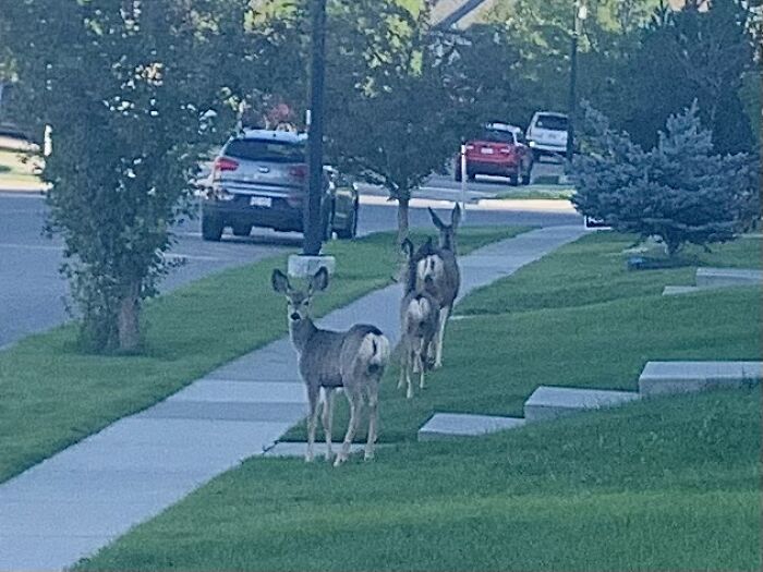 A Photo Op, Oh Deer!