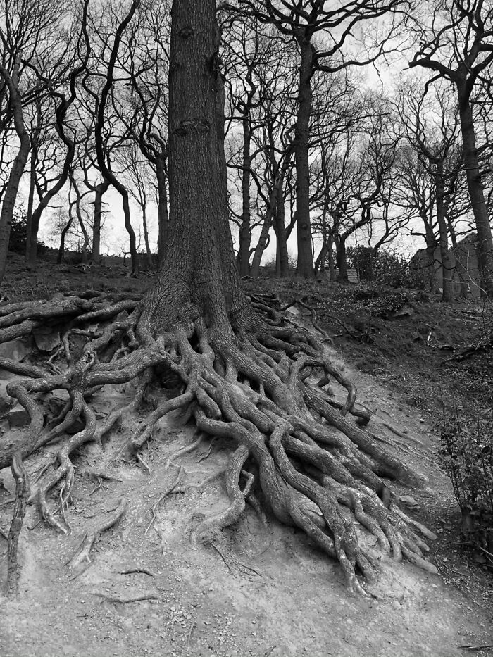 Wickedly Haunting Tree, The Roots Are Like Tentacles