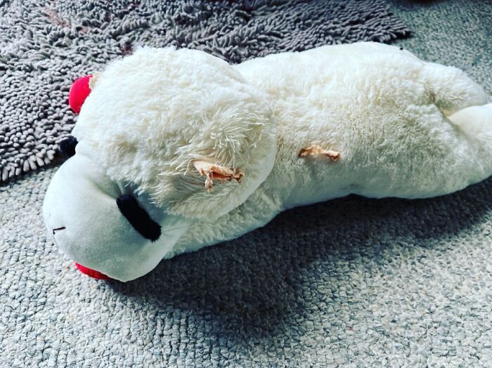 Lambchop. Both Ears Have Been Torn Off. She’ll Never Hear The Next Attack Coming