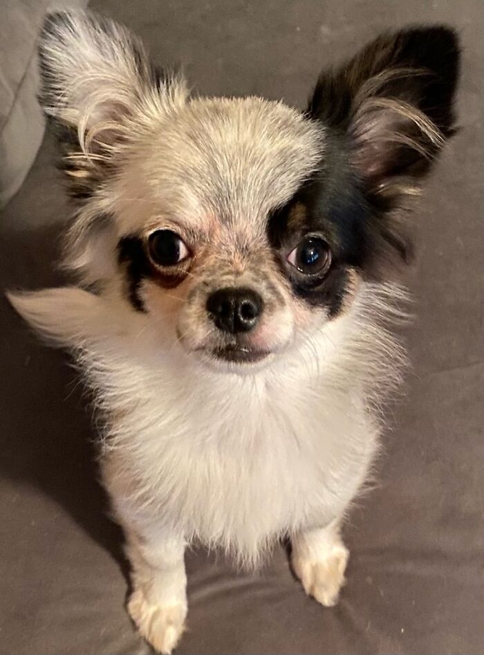 My Beautiful Boy Artemis (Long Haired Chihuahua)