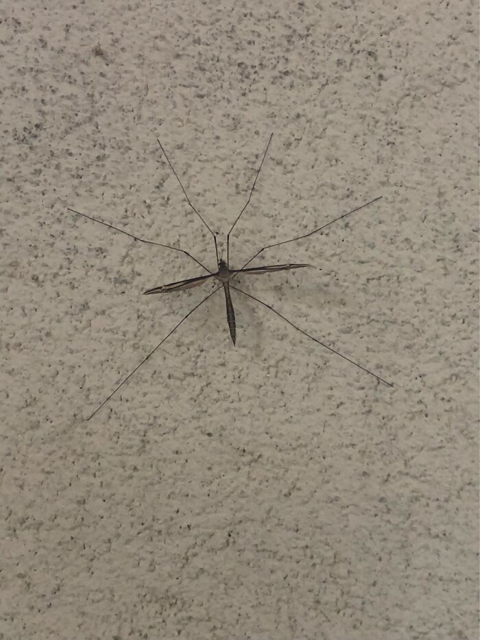 What The H*ck Is This?? Looks Like A Huge Mosquito... Zika?? Chincunguya?? Omaygaaaaaa