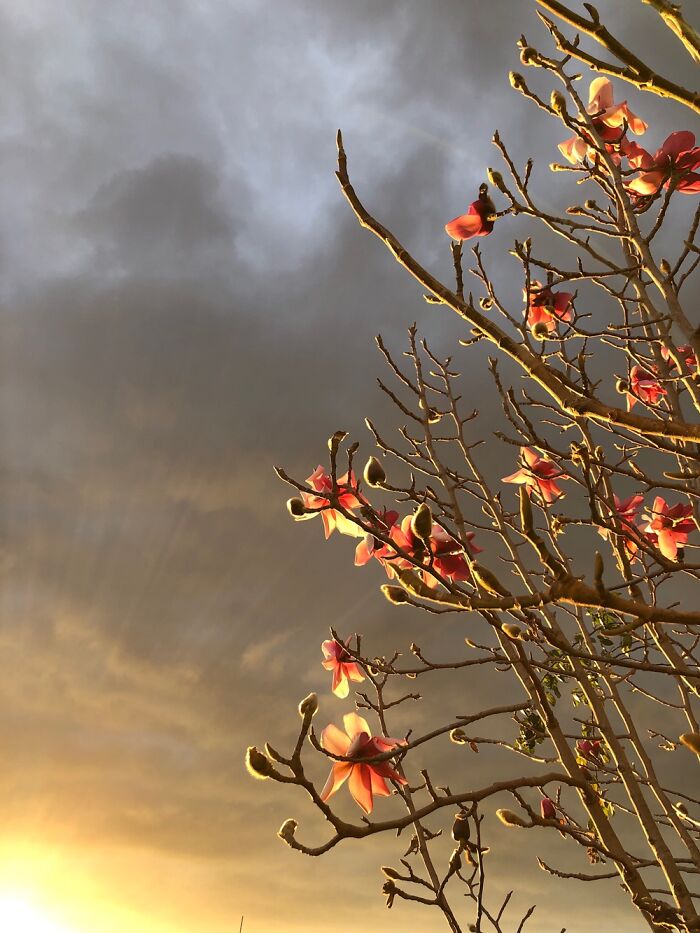 Early Spring Magnolias In Aotearoa.