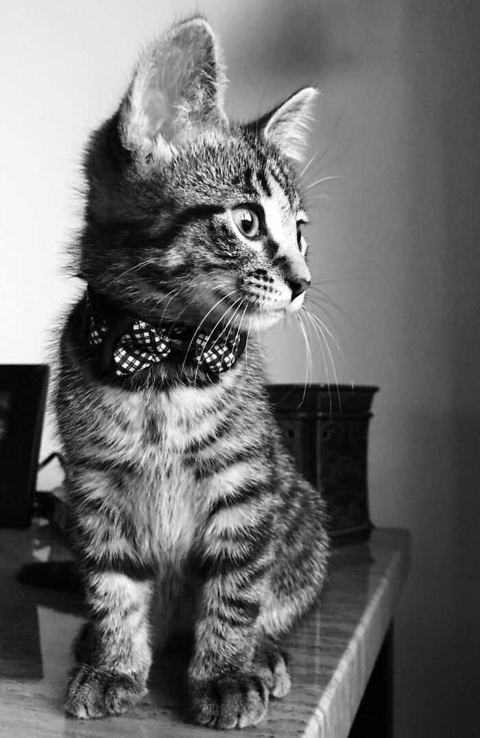 My Sour Patch Kitty, Oliver, Was Such A Dapper Little Guy