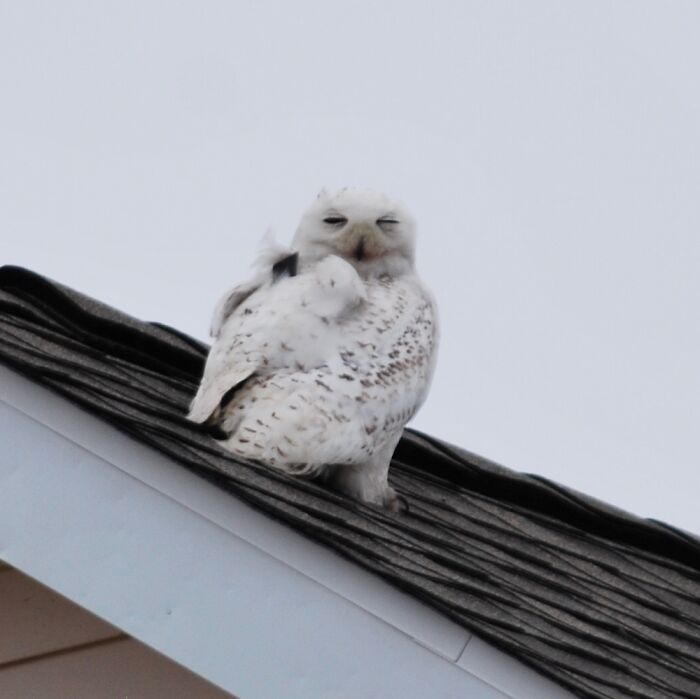 Closest I’ve Even Gotten To A Snowy Owl