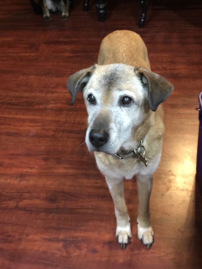 Hey Pandas, Photoshop My Dog