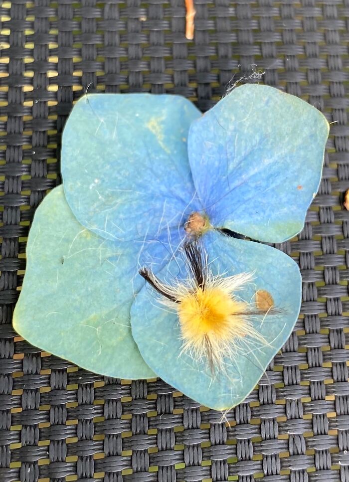 I’m Still Trying To Figure Out What This Little Guy Is!