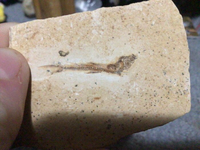 A Lil Fishy Fossil