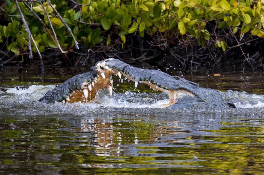 Croc Fight In The Everglades
