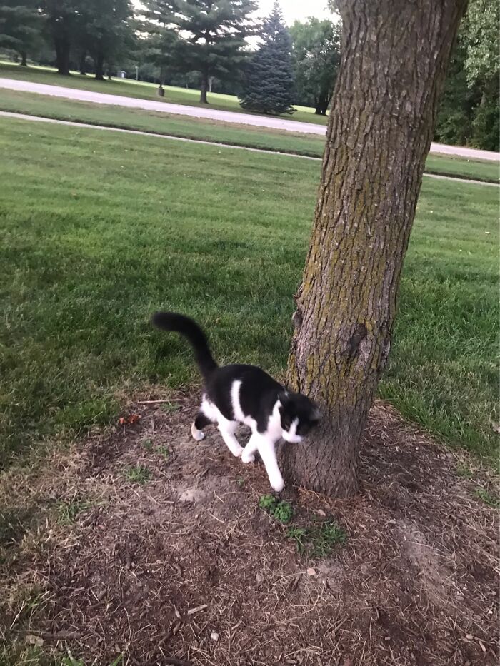 10 Best Photos Of A Cat I Saw 10 Best Photos Of A Cat I Saw