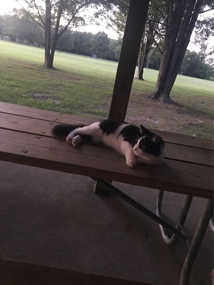 10 Best Photos Of A Cat I Saw 10 Best Photos Of A Cat I Saw