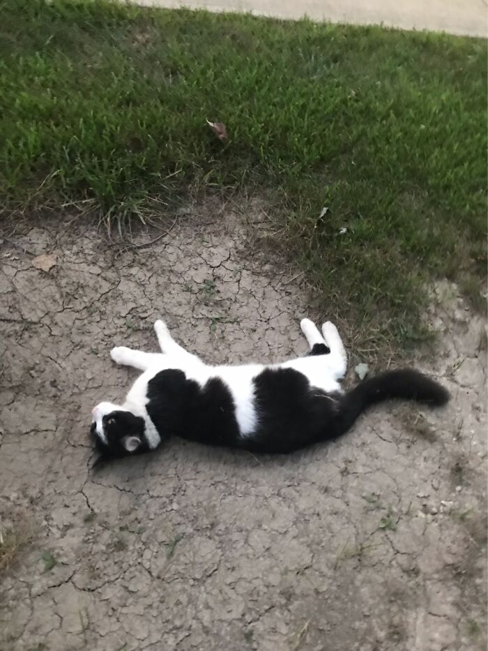 10 Best Photos Of A Cat I Saw 10 Best Photos Of A Cat I Saw