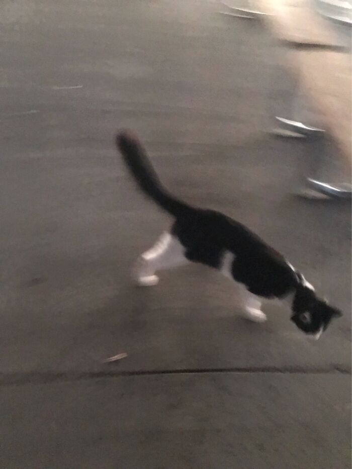 10 Best Photos Of A Cat I Saw 10 Best Photos Of A Cat I Saw