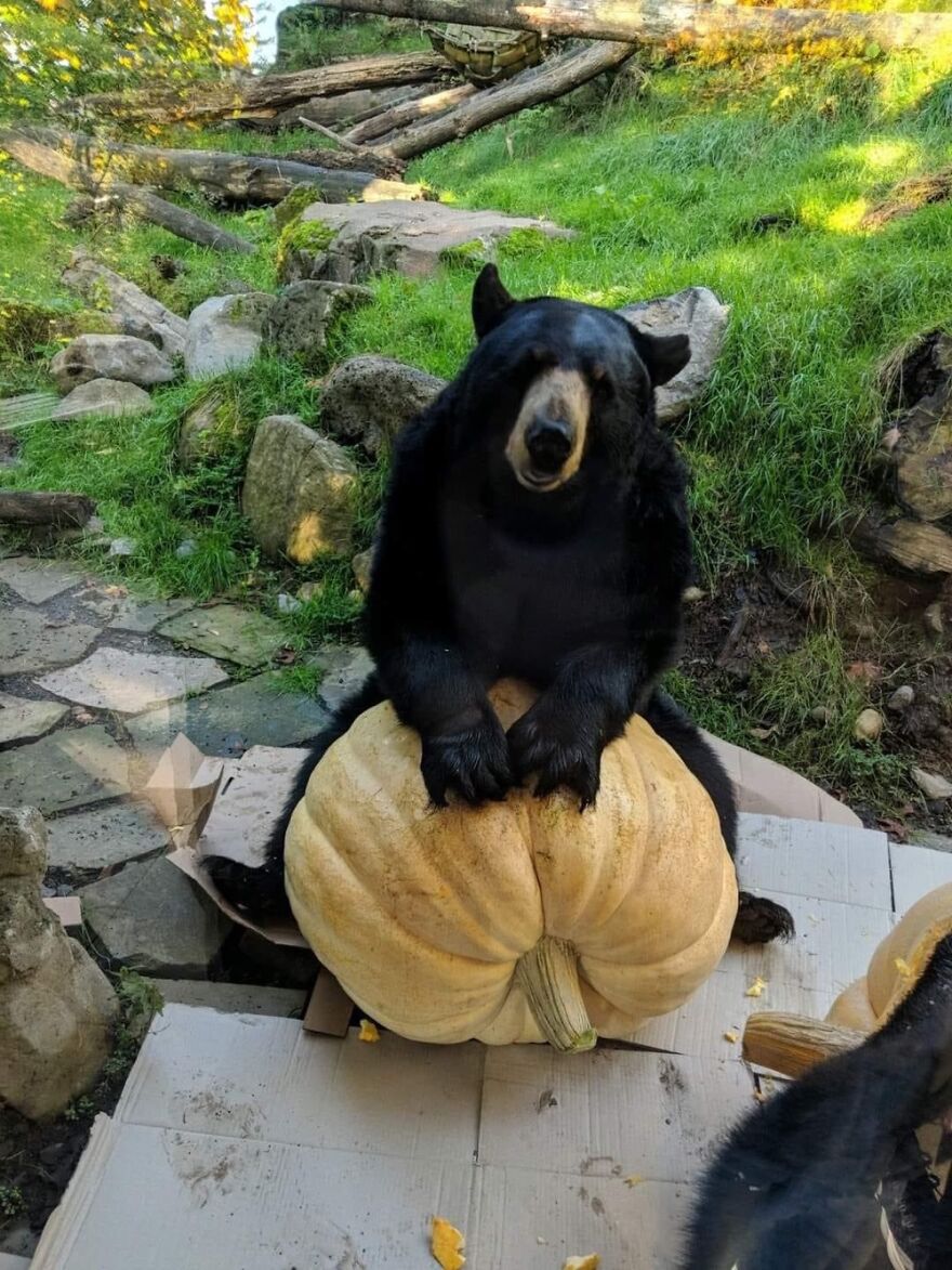 That Black Bear Is Eating The Pumpkin I Grew. Halloween Event At Oregon Zoo.