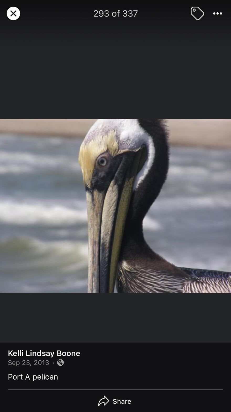 Honeymoon Pelican