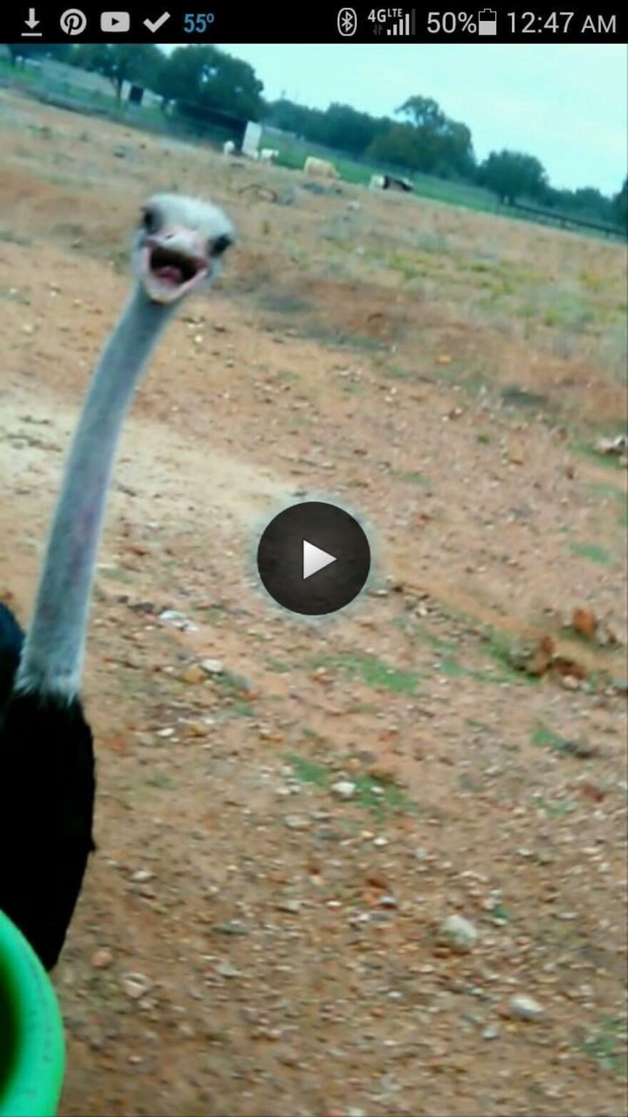 Screenshot Of The Ostrich I Named Walter After A Customer Who Used To Come Into The Diner