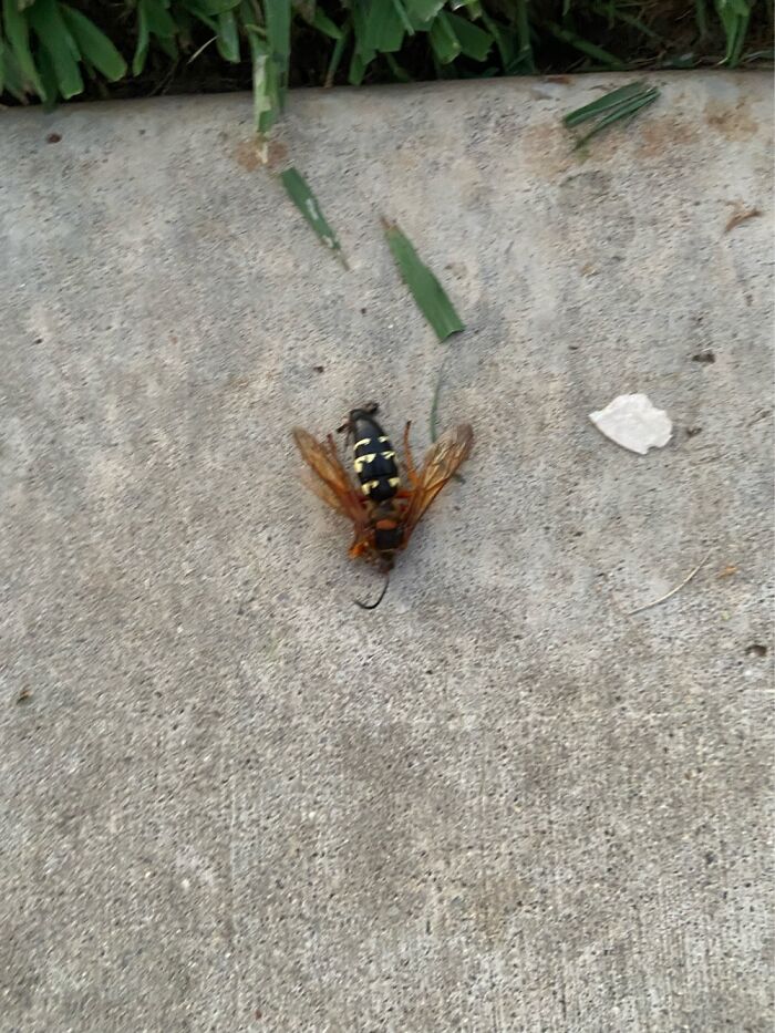 This Huge Wasp Thing She Looks Much Smaller In The Picture Than Irl