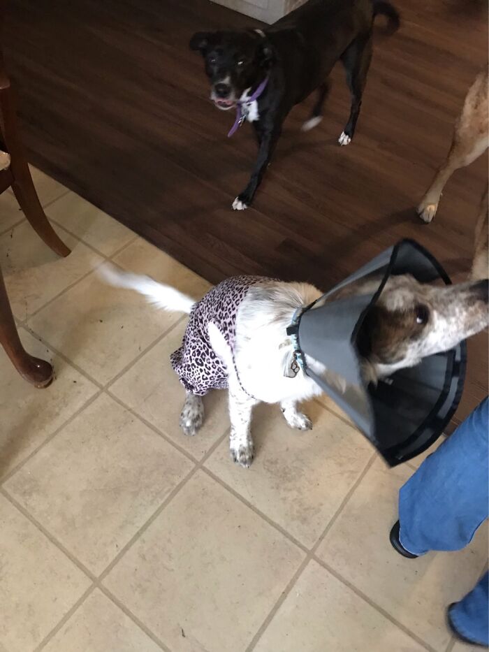 My Dog Got Fixed So We Are Trying To Keep Him From Licking His Stitches
