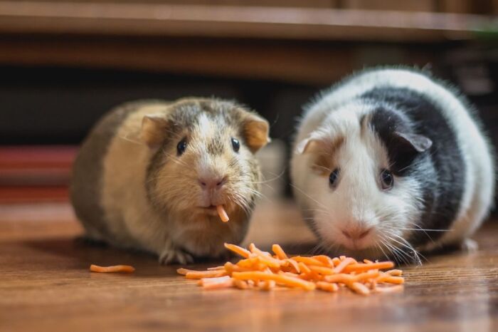 Picture Of Guinea Pigs I Saw This Week. I Love The One On The Right With The Derpy Eyes!
