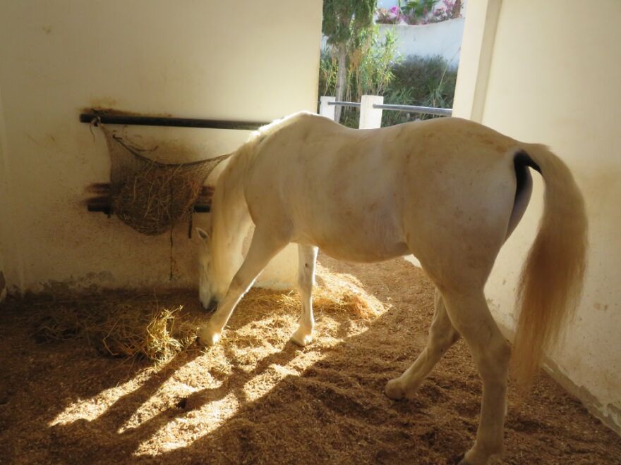 White Horse In Spain