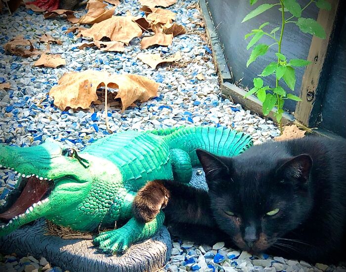 Alligator & Cat