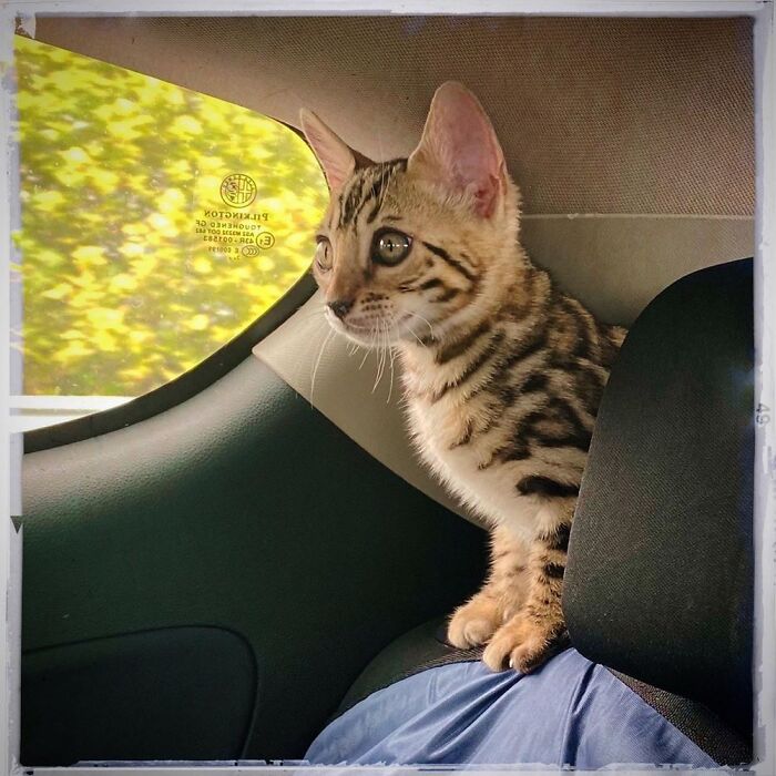 On His Way Home From Adoption. Screamed Non Stop Until He Was Allowed Out Of His Carrier