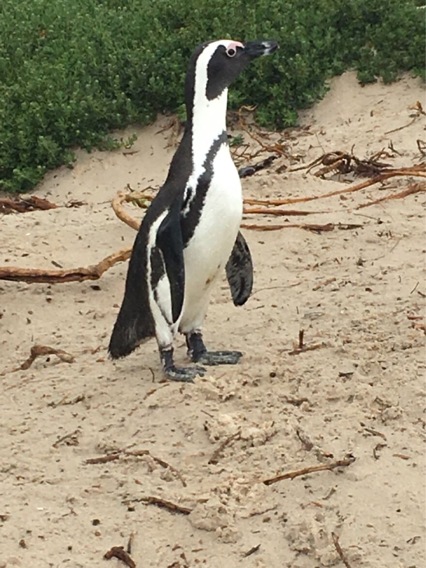 Penguin 😍
