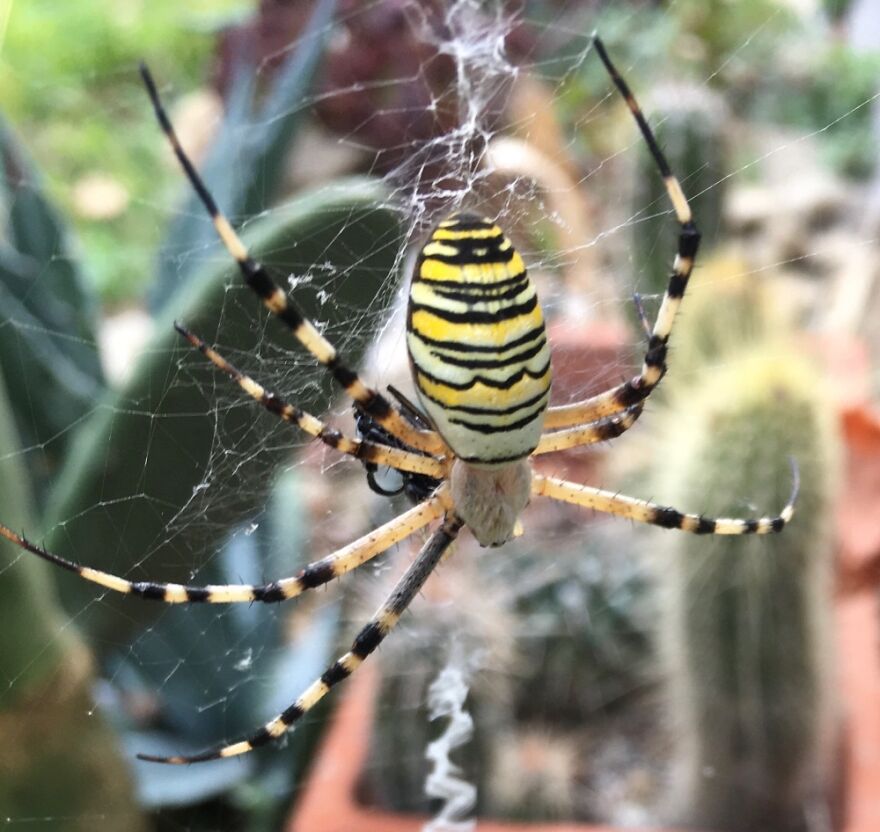 Found In Liguria/Italy