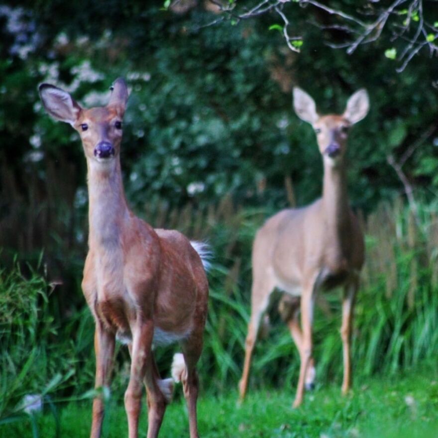 Just Snacking On Some Apples...