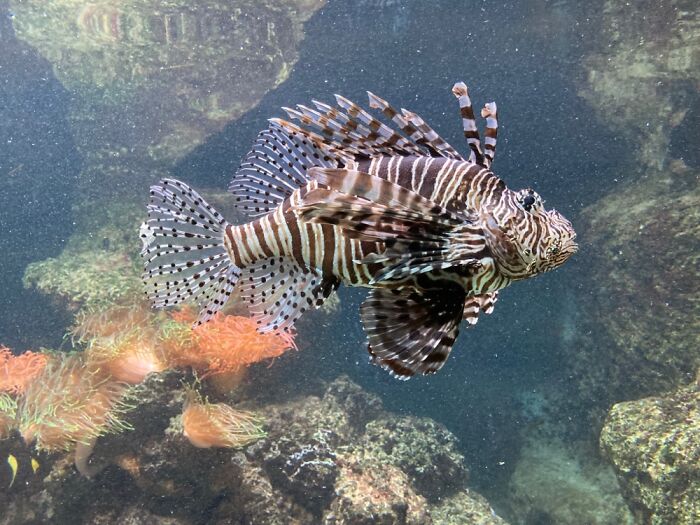 Another Visit At The Local Zoo