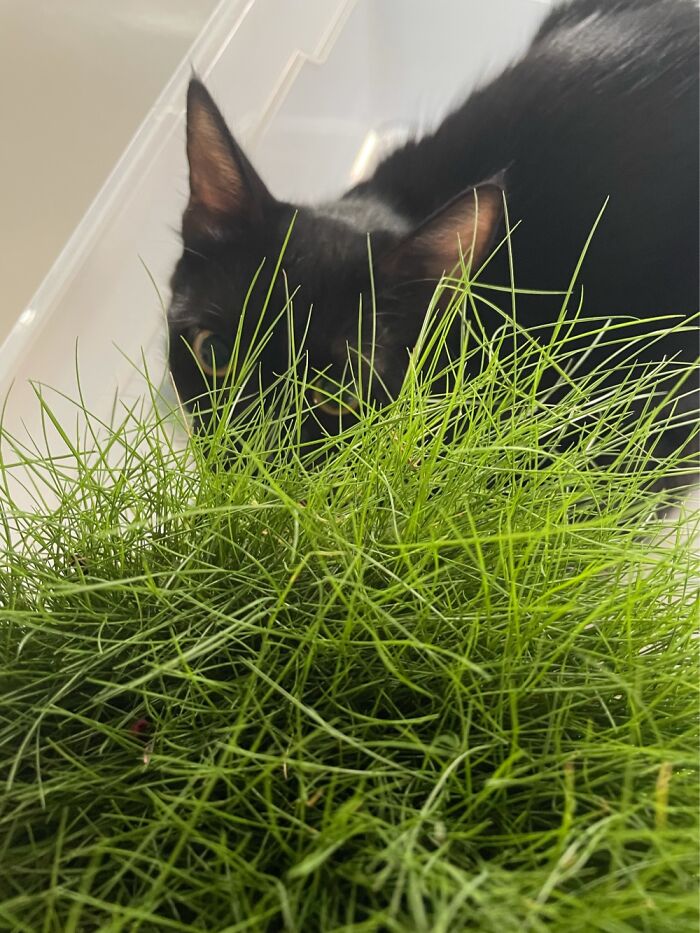 He Likes His Grass