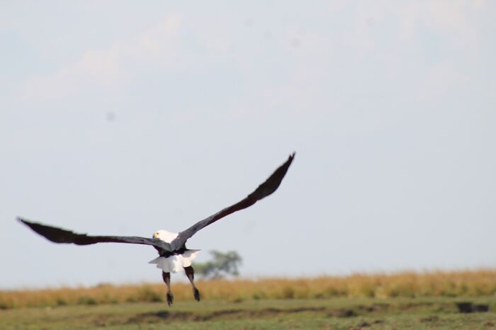 African Eaglbotswana
