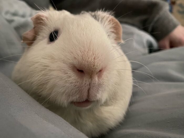 Coby Has A Fantastic, Totally Boopable Nose. Guinea Pig Noses Are So Cute