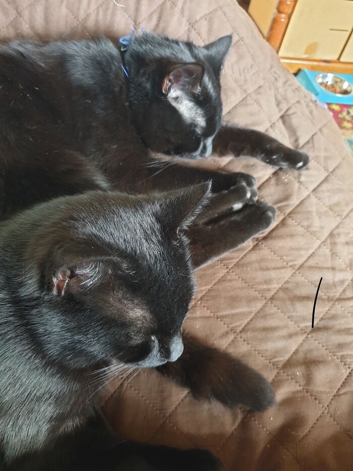 My Two, Stan And Olly, Relaxing