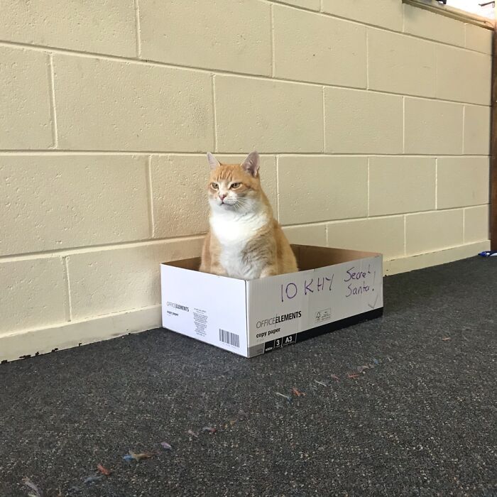 Steve, The Unofficial School Cat, Who Decided Our Classes Secret Santa Box Last Year Was His