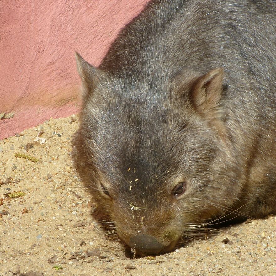 Sadly Endangered By Now: The Cute Wombat.