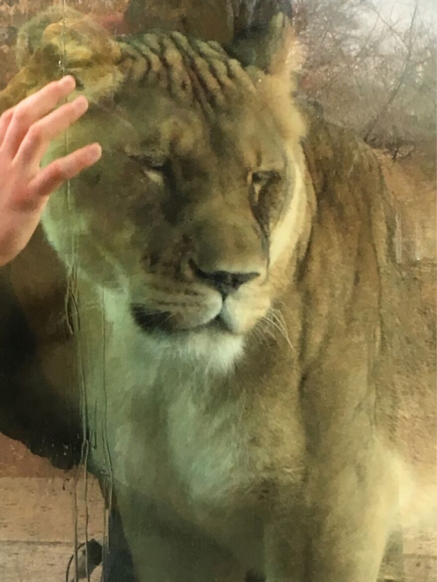 The Lioness Had Been Trying To Claw A Guy Shadow Clawing Her. Finally Laid Head On Glass.