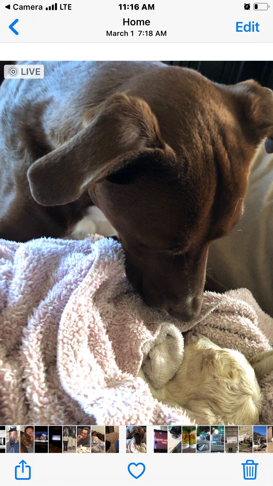 Choco And A Baby Goat